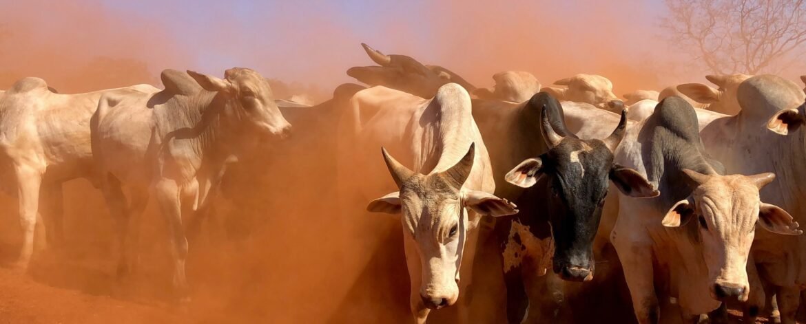 juliana-amorim-PidIm_k0Un8-unsplash juliana-amorim-PidIm_k0Un8-unsplash