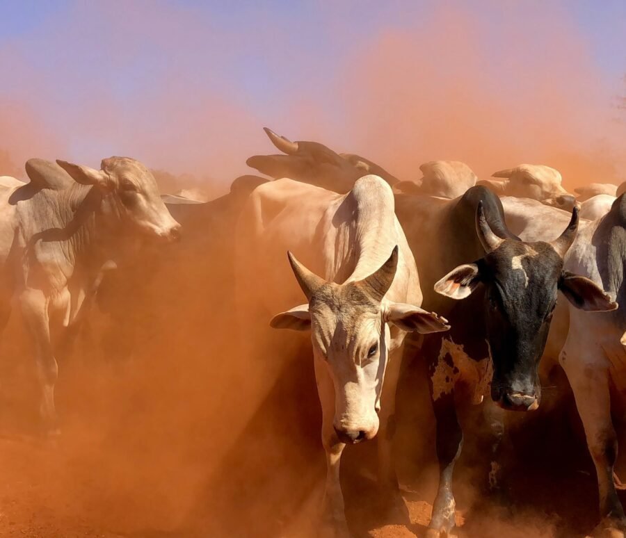 juliana-amorim-PidIm_k0Un8-unsplash juliana-amorim-PidIm_k0Un8-unsplash