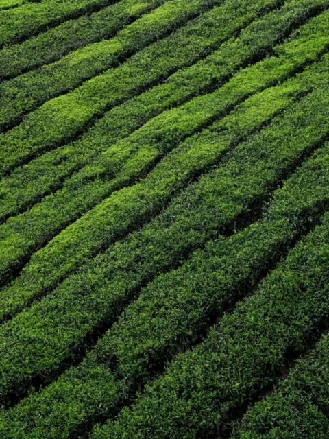 colin-roe-H1RWuPMIgBY-unsplash-scaled colin-roe-H1RWuPMIgBY-unsplash-scaled