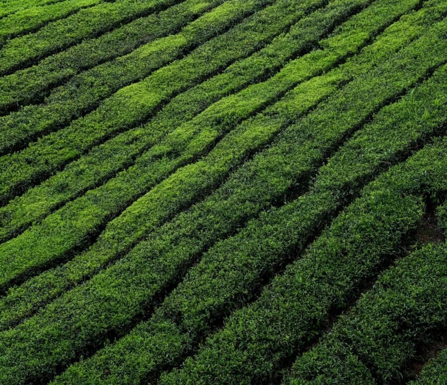 colin-roe-H1RWuPMIgBY-unsplash-scaled colin-roe-H1RWuPMIgBY-unsplash-scaled