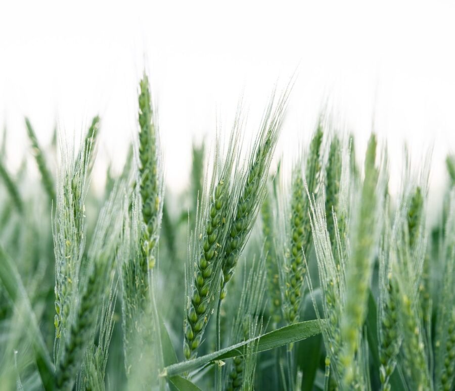 kristaps-ungurs-CDjqENI2XZE-unsplash.jpg kristaps-ungurs-CDjqENI2XZE-unsplash.jpg