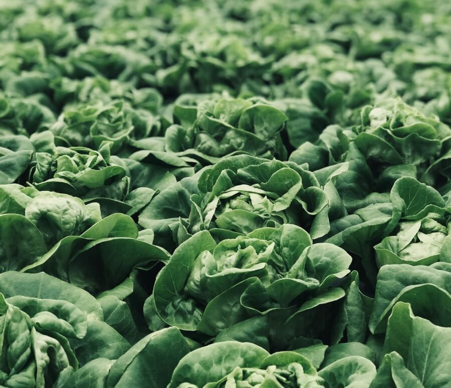 pina-messina-Oc3fP0FXJbU-unsplash pina-messina-Oc3fP0FXJbU-unsplash